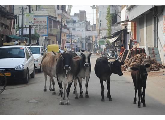 cows in street